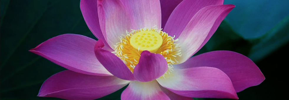 lotus